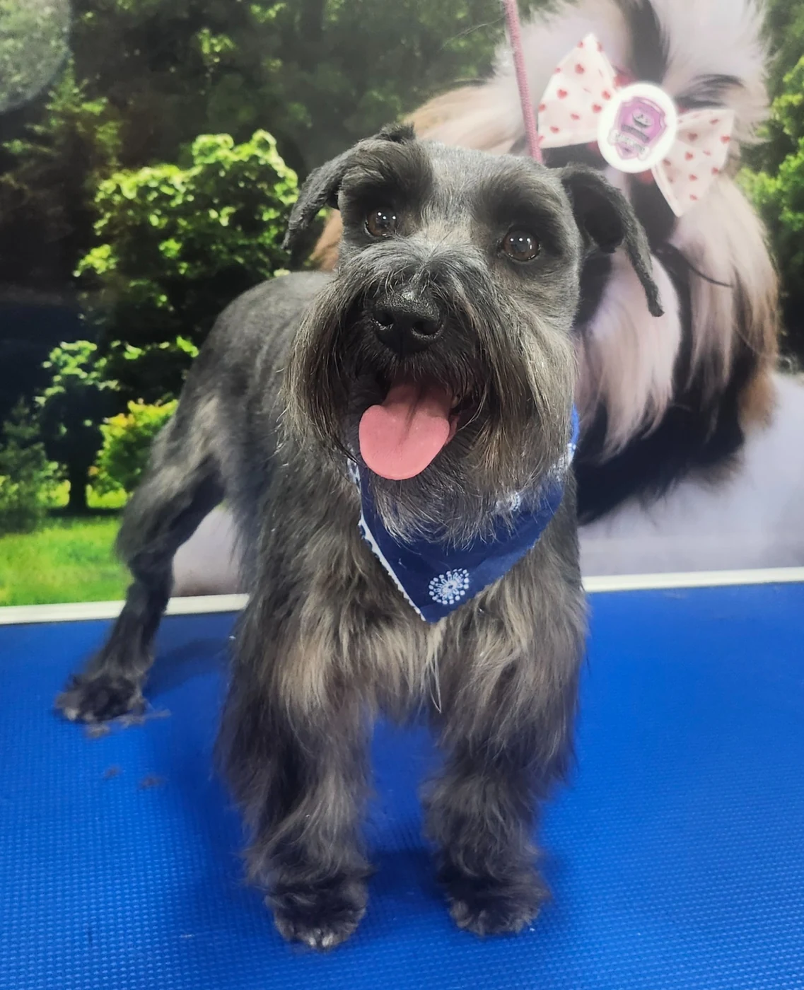 Grooming by My Luz Canino