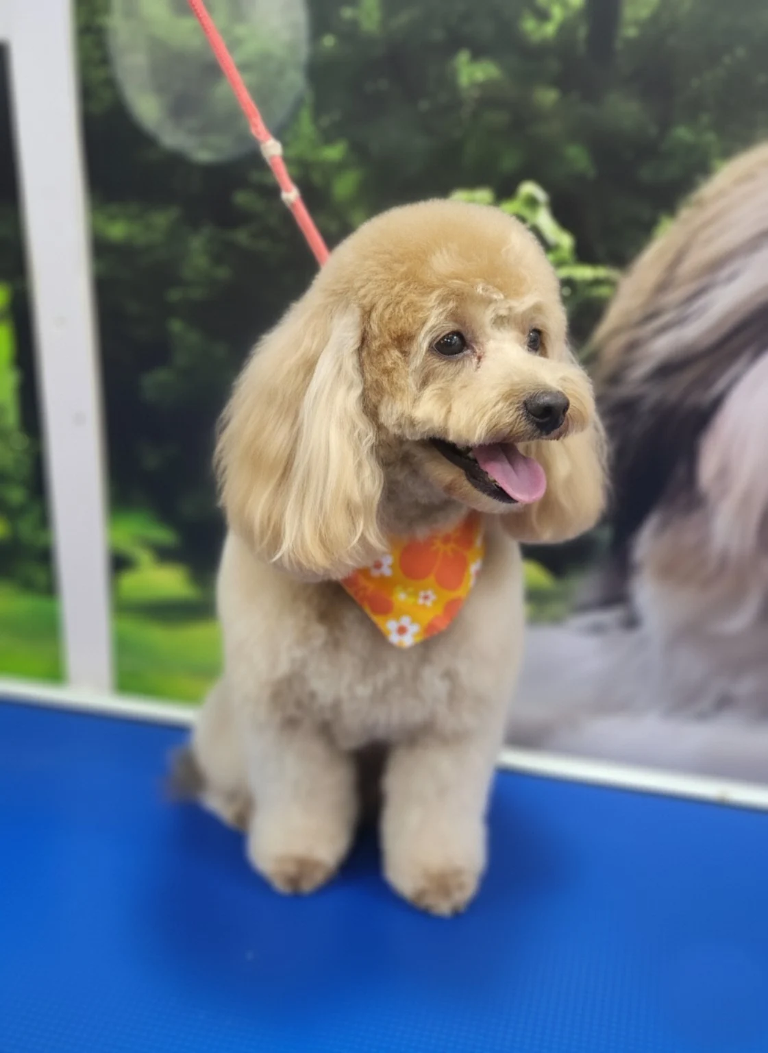Apricot poodle after grooming