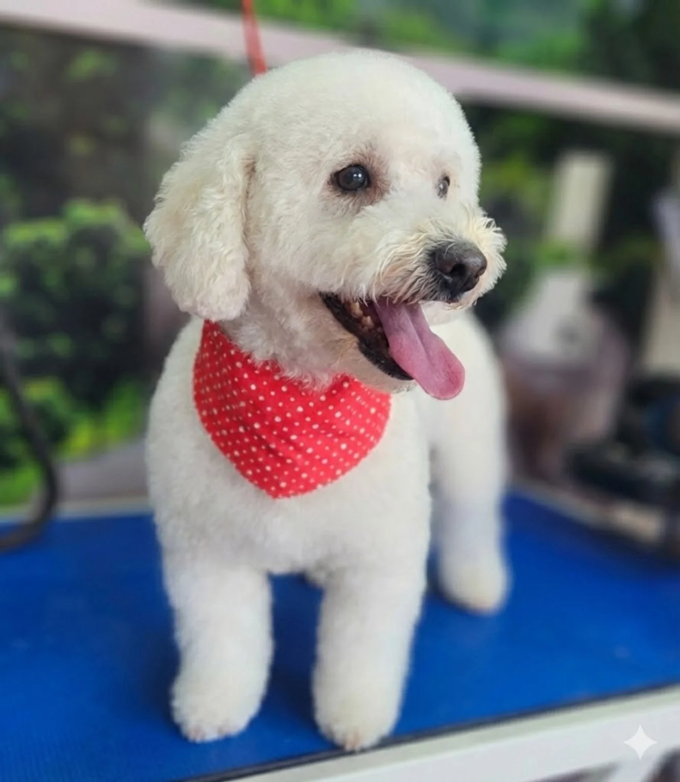 Freshly groomed white poodle with red bandana